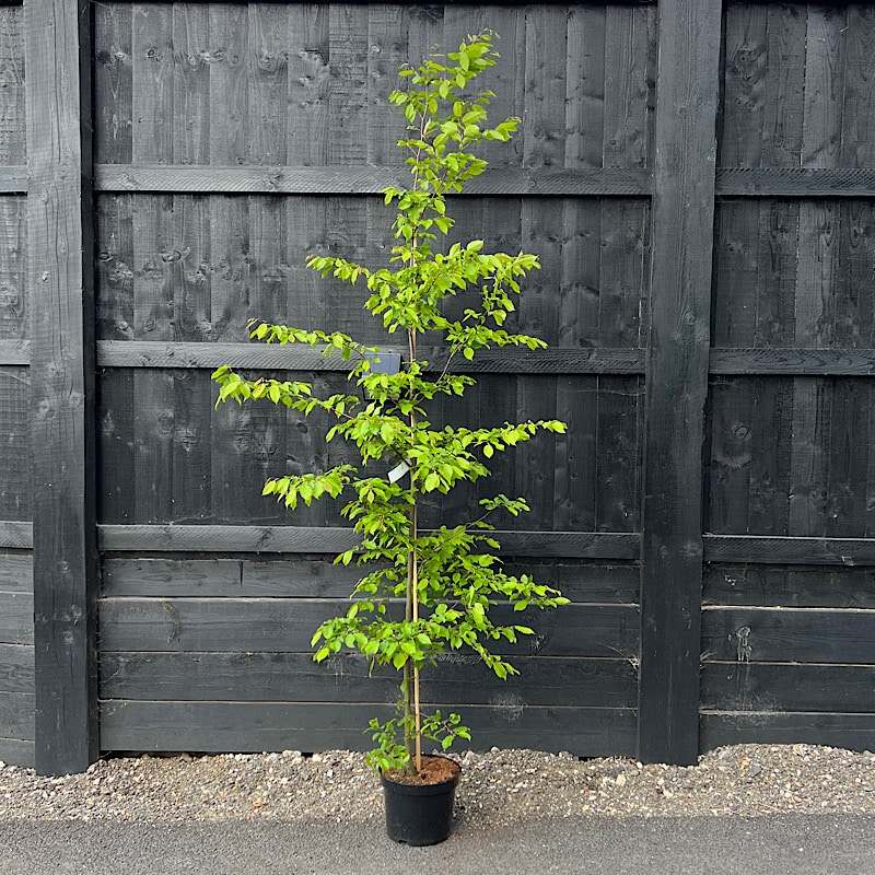 Carpinus betulus – Hornbeam 2-2.25m tall