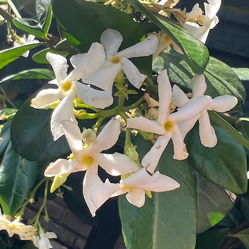 Rhynchospermum jasminoides – Jasmine 2-2.5m tall