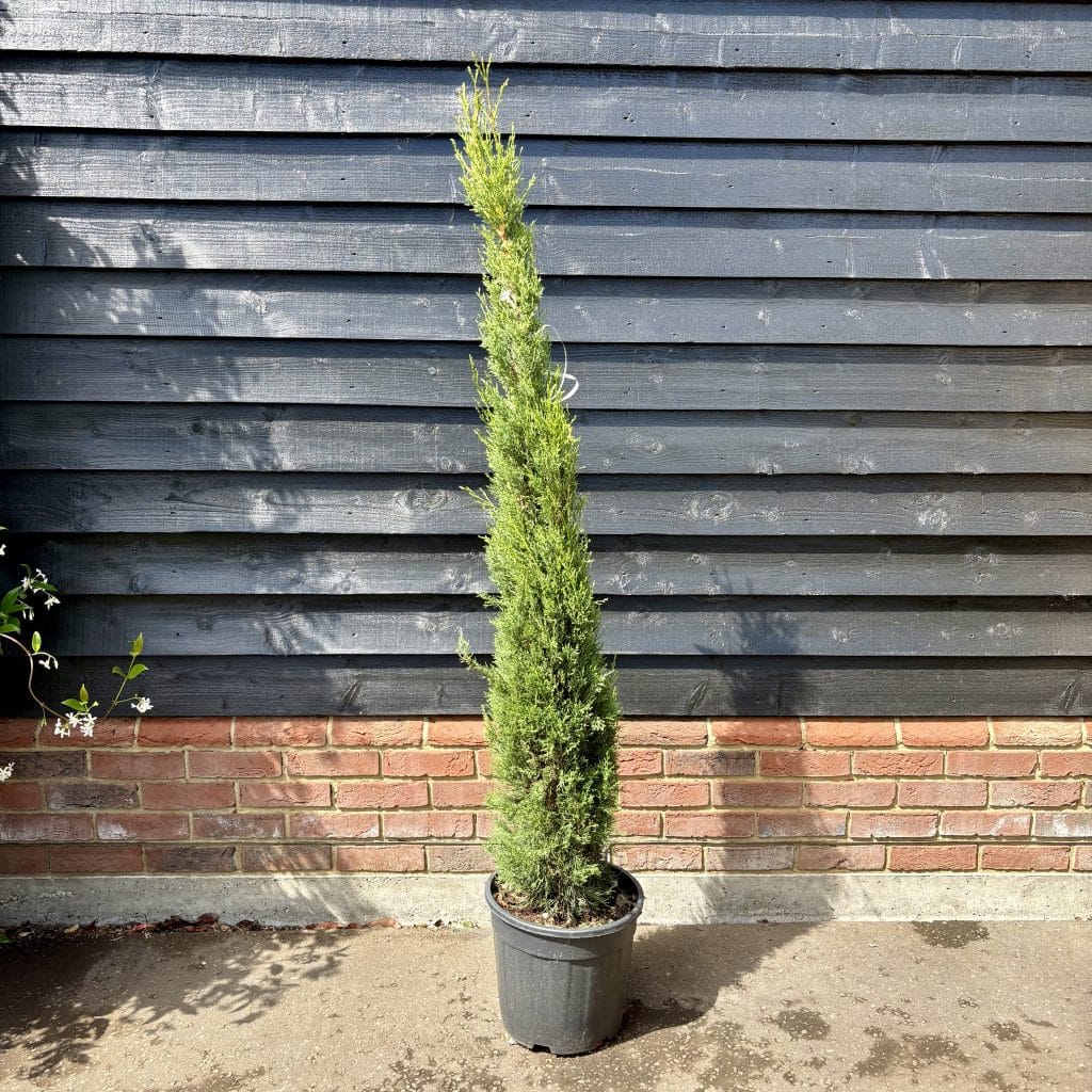 Pyramidalis