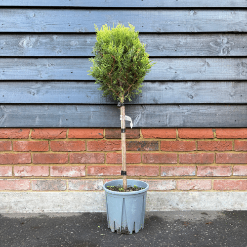 Cupressocyparis leylandii ‘Castlewellan Gold’ 1/4 Standard