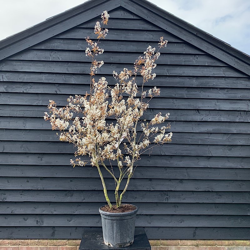 Amelanchier lamarckii – Juneberry tree 2-2.25m tall Multi-stem