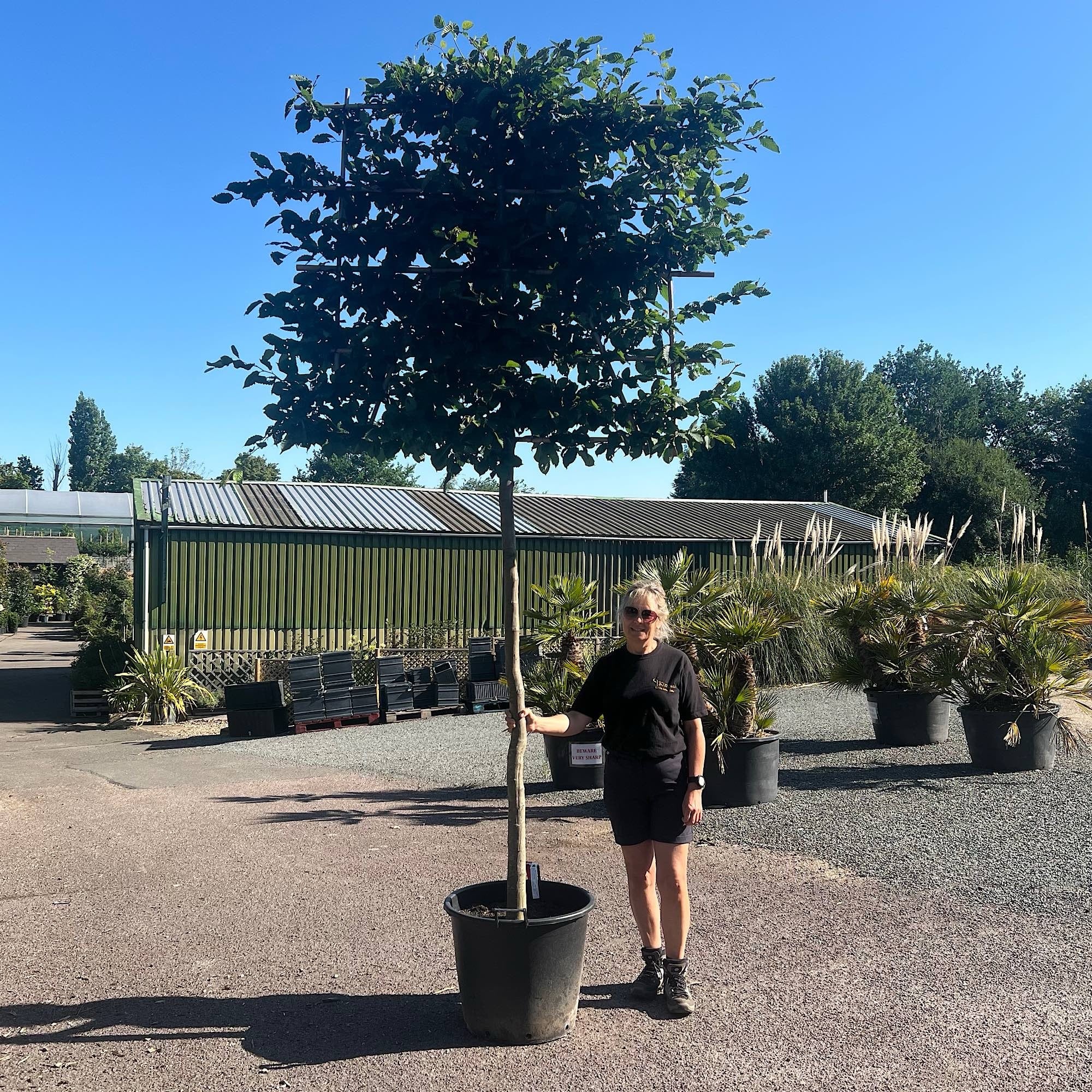 Carpinus betulus – Pleached Hornbeam tree 12-14cm girth