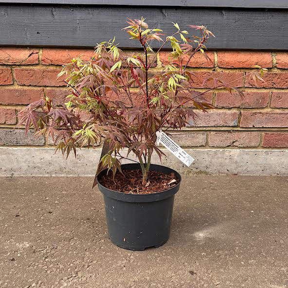 Acer palmatum ‘Atropurpureum’ – Purple Japanese maple 40-50cm tall