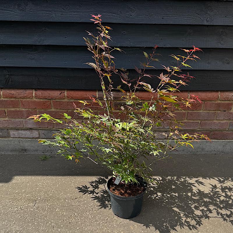 Acer palmatum ‘Atropurpureum’ – Purple Japanese maple 60-70cm tall