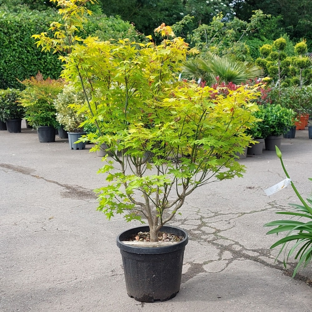 Acer palmatum ‘Summer Gold’ – Japanese maple 1-1.25m tall