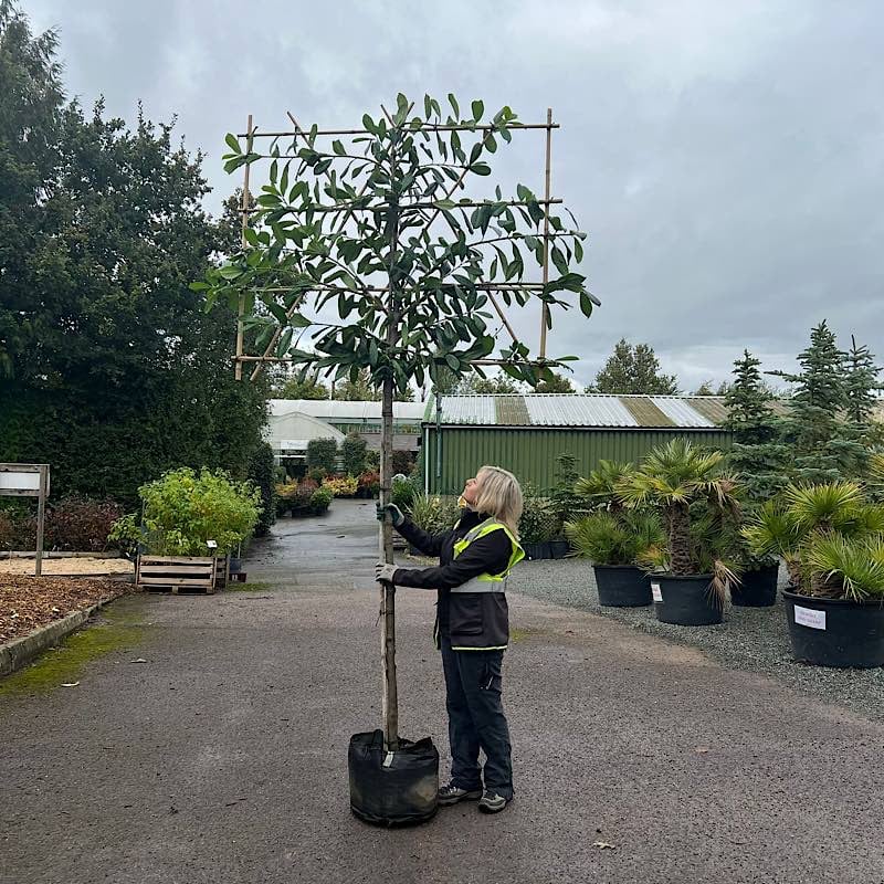 Prunus laurocerasus – Pleached Cherry laurel 10-12cm girth