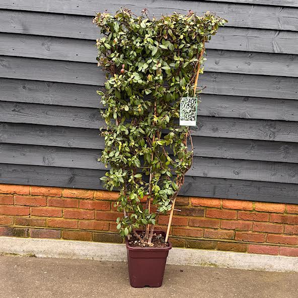 Rhyncospermum jasminoides – Jasmine Espalier 140cm x 60cm