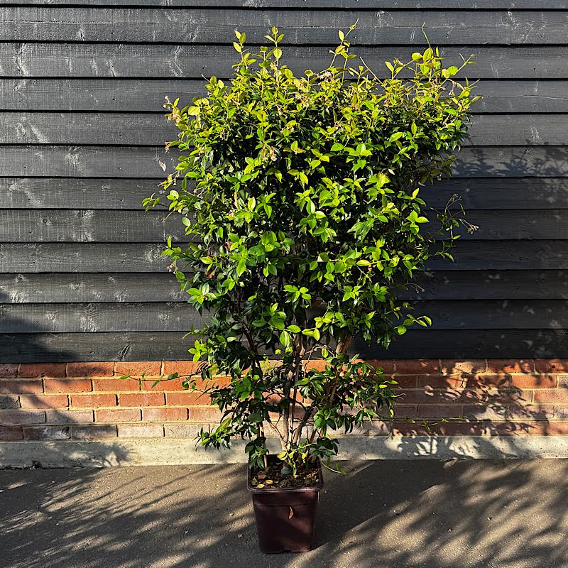 Rhyncospermum jasminoides – Jasmine Espalier 140cm x 60cm