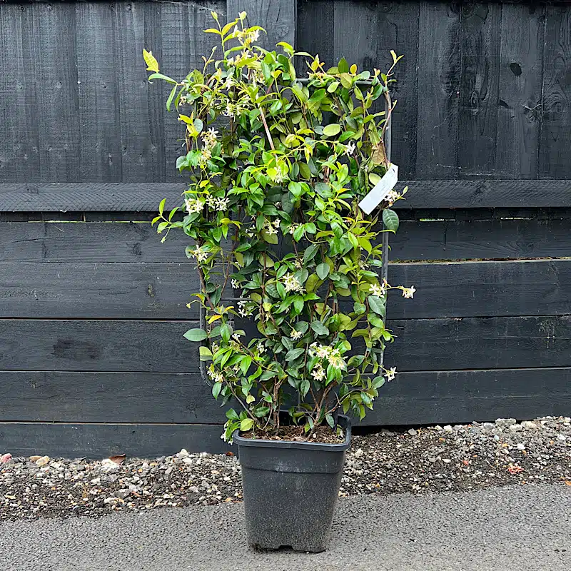Rhynchospermum jasminoides – Jasmine Espalier 90cm x 50cm