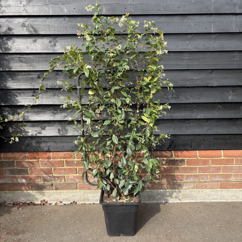 Rhyncospermum jasminoides – Jasmine Espalier 90cm x 50cm