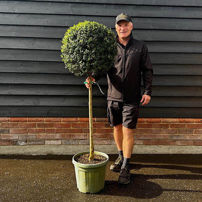 Ligustrum delavayanum – Privet 1/2 Standard. 40-50cm ⌀ head