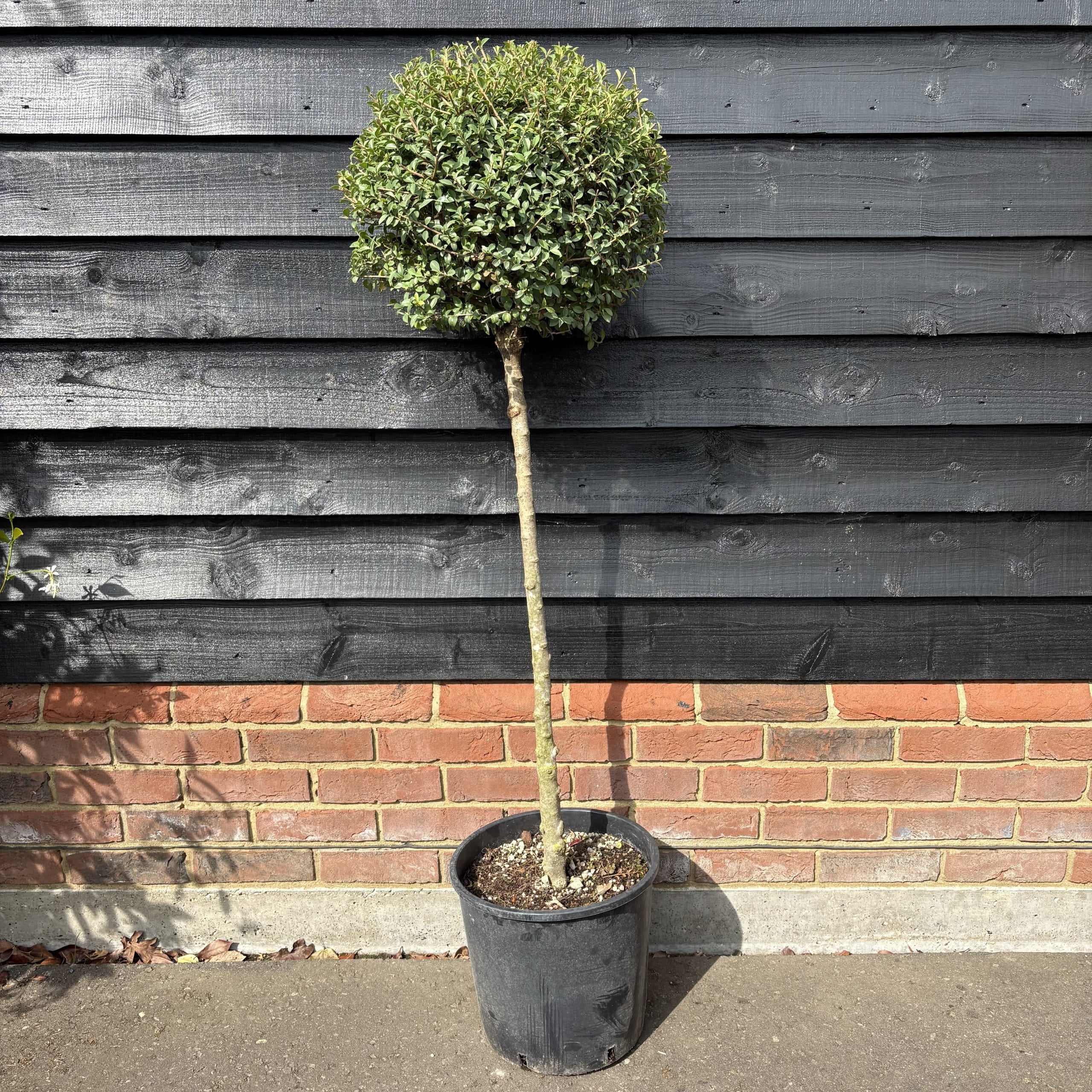 Ligustrum delavayanum – Privet 1/2 Standard. 35-40cm head
