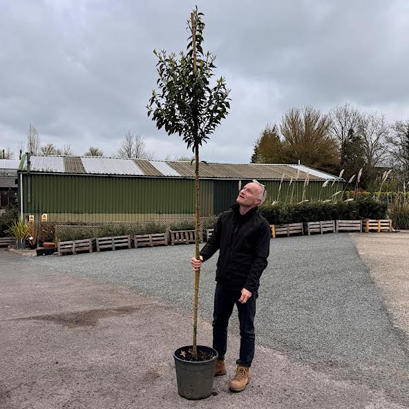 Prunus lusitanica – Portuguese laurel 6-8cm girth