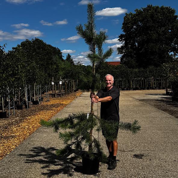 Pinus sylvestris – Scots pine 2.25-2.75m tall
