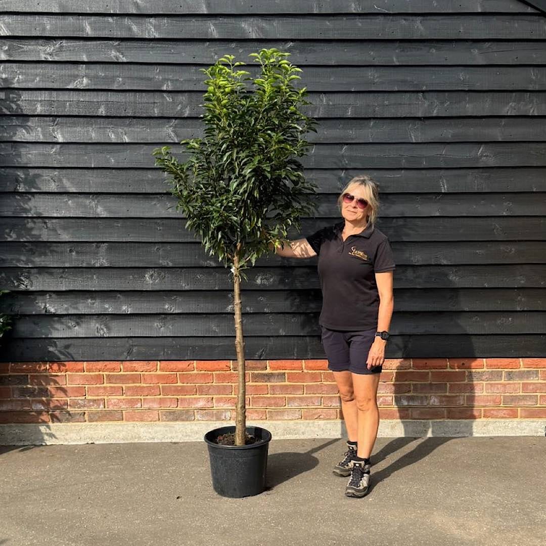 Prunus lusitanica – Portuguese laurel 8-10cm girth Half Standard