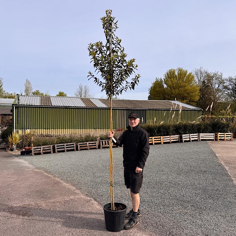 Prunus lusitanica – Portuguese laurel 6-8cm girth