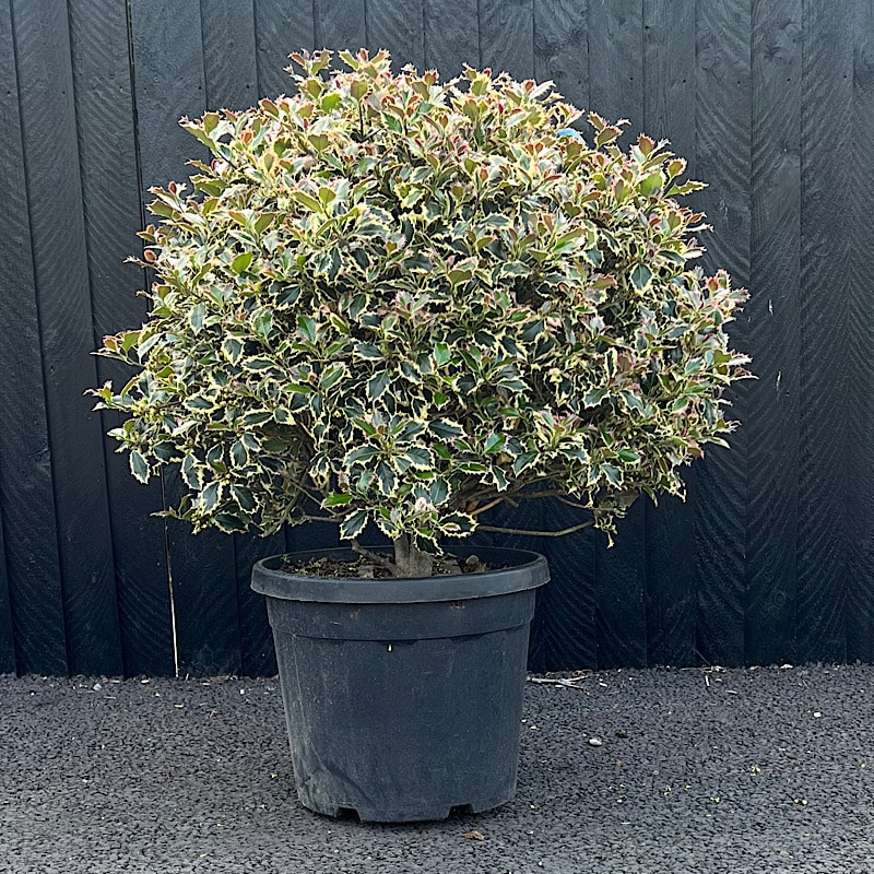 Ilex aquifolium ‘Argentea Marginata’ – Holly Ball 60-70cm