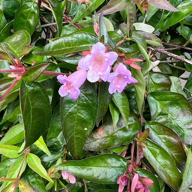 Abelia x grandiflora ‘Edward Goucher’ 10 Litre