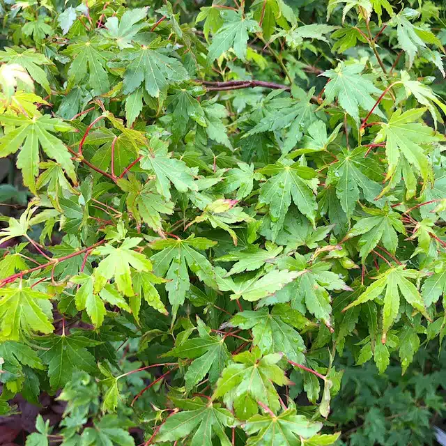 Acer palmatum ‘Going Green’ – Japanese maple 80-100cm tall