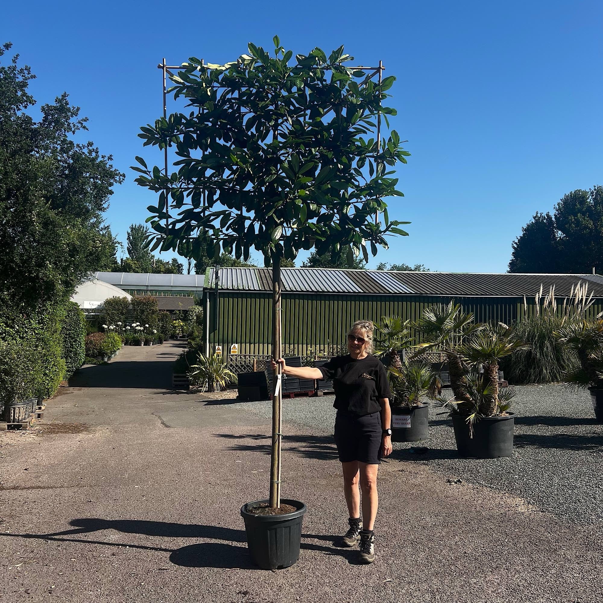 Prunus laurocerasus – Pleached Cherry laurel 10-12cm girth
