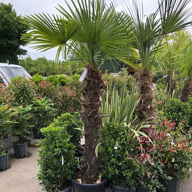Trachycarpus fortunei – Chusan palm 90 Litre