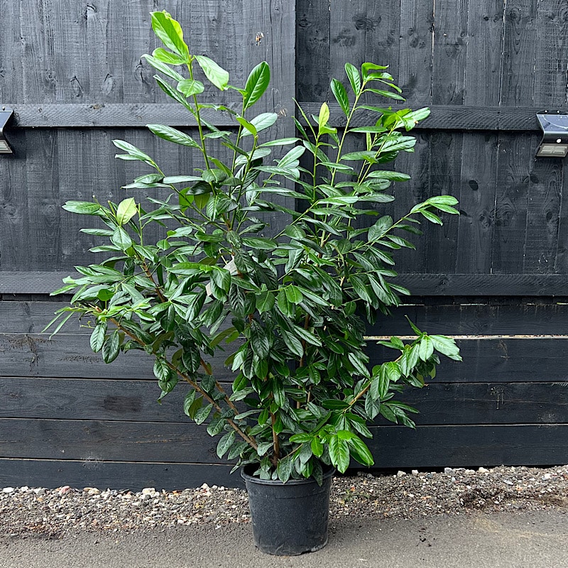 Prunus laurocerasus ‘Novita’ – Cherry laurel (Hedging Plants) 1.5-1.75m tall