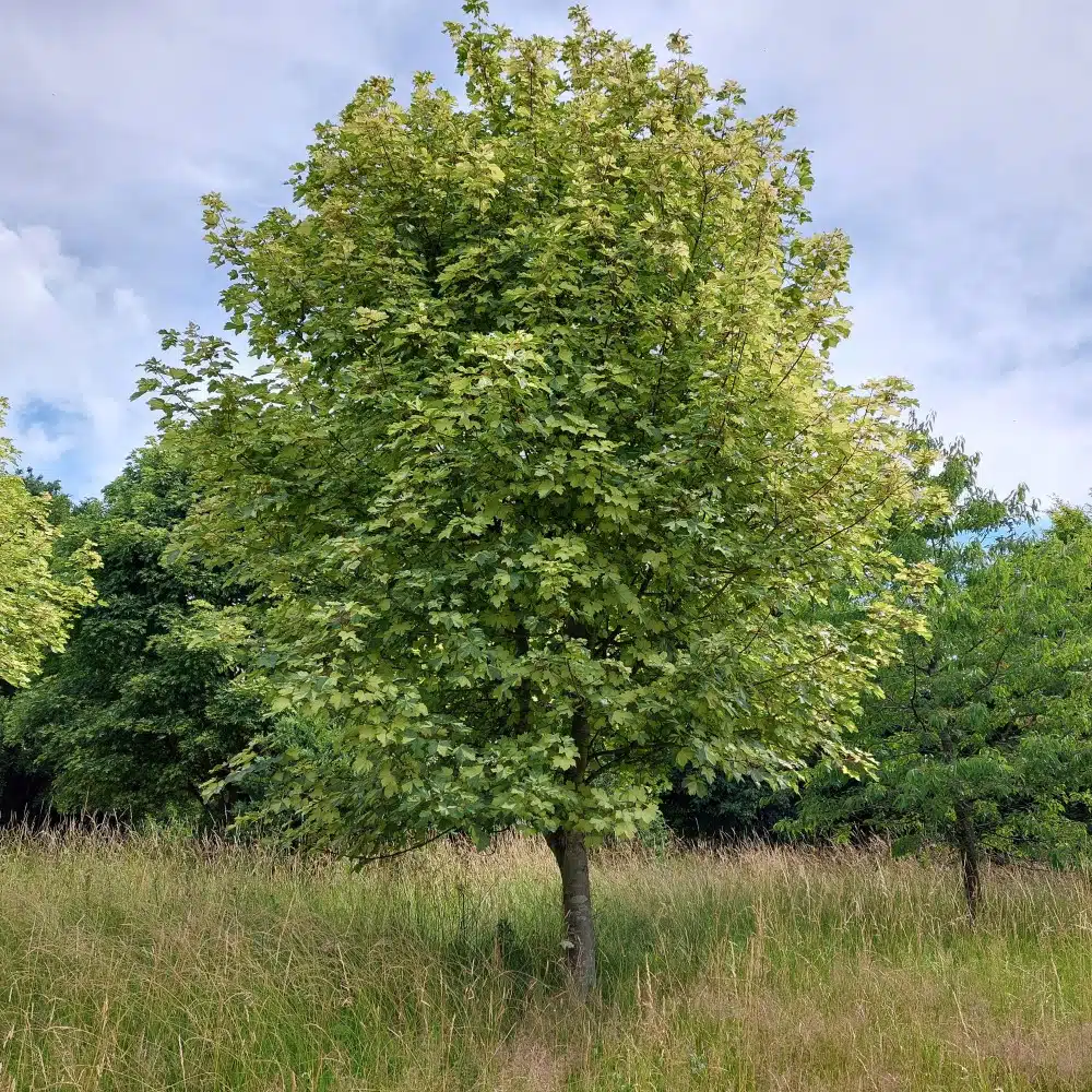 Acer pseudoplatanus ‘Leopoldii’ – Sycamore tree 12-14cm girth