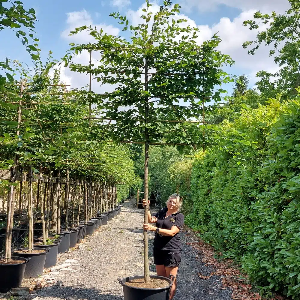 Carpinus betulus – Pleached Hornbeam tree 12-14cm girth