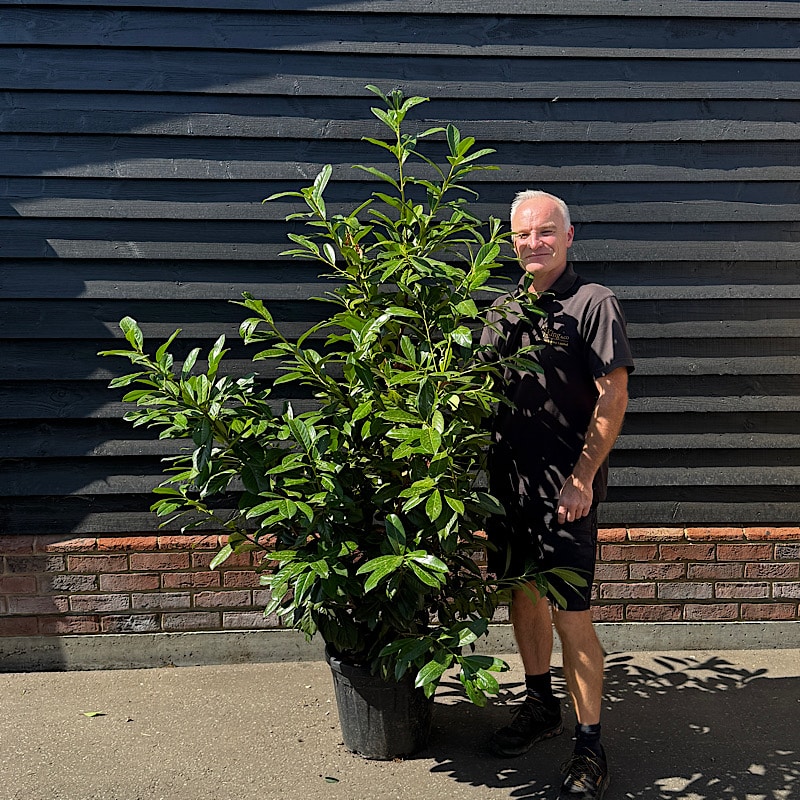 Prunus laurocerasus ‘Novita’ – Cherry laurel (Hedging Plants) 1.5-1.75m tall