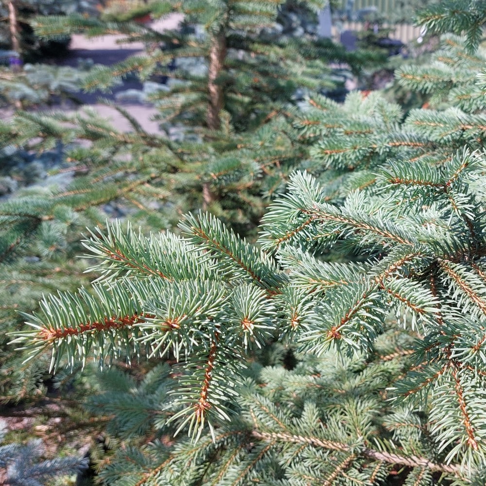 Picea abies – Norway spruce tree (Larger sizes)