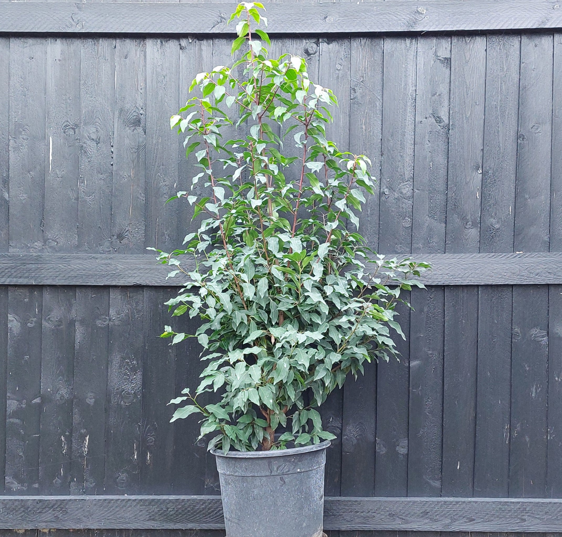 Prunus lusitanica – Portuguese laurel 1.2-1.4m tall