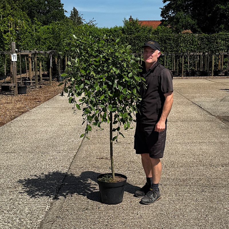 Salix caprea Pendula – Kilmarnock willow ½ std