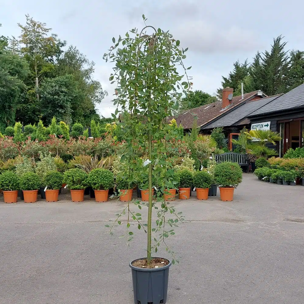 Salix caprea Pendula – Kilmarnock willow 8-10cm girth Standard