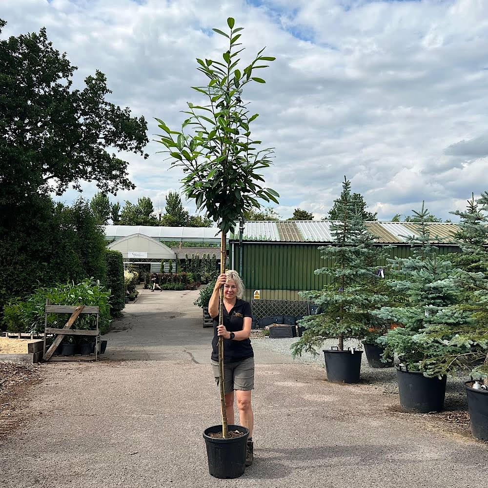 Prunus laurocerasus ‘Novita’ – Cherry laurel 8-10cm girth