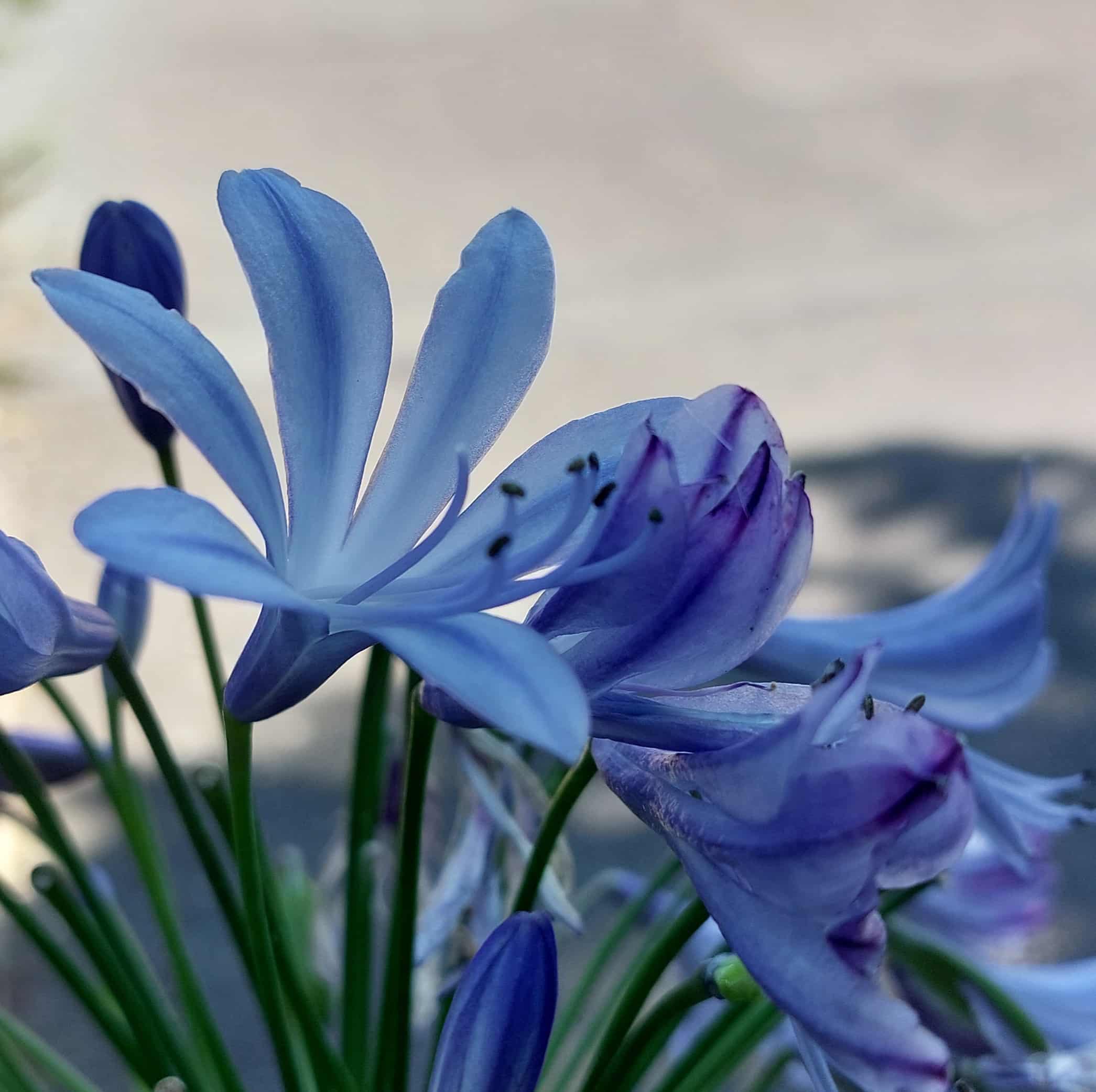 Agapanthus umbellatus ‘Ovatus’ – African lily ‘Blue’ 10 Litre