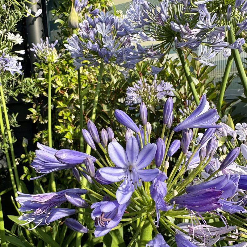 Agapanthus umbellatus ‘Ovatus’ – African lily ‘Blue’ 10 Litre