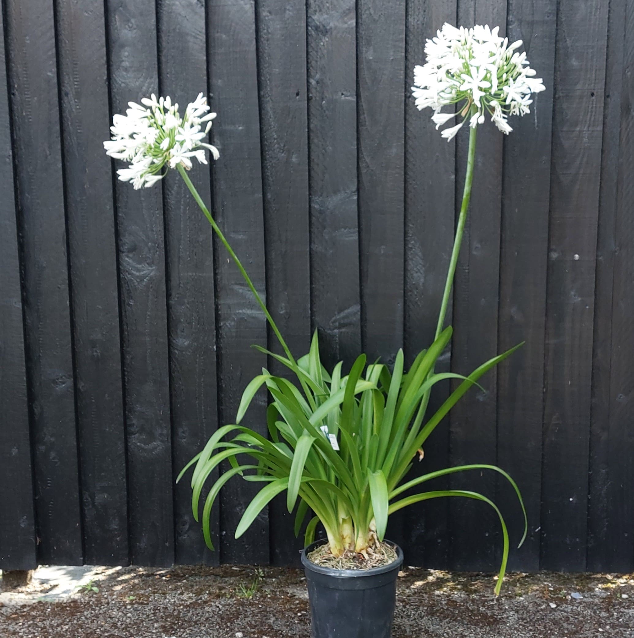 Agapanthus umbellatus ‘Albus’ – African lily ‘White’ 10 Litre