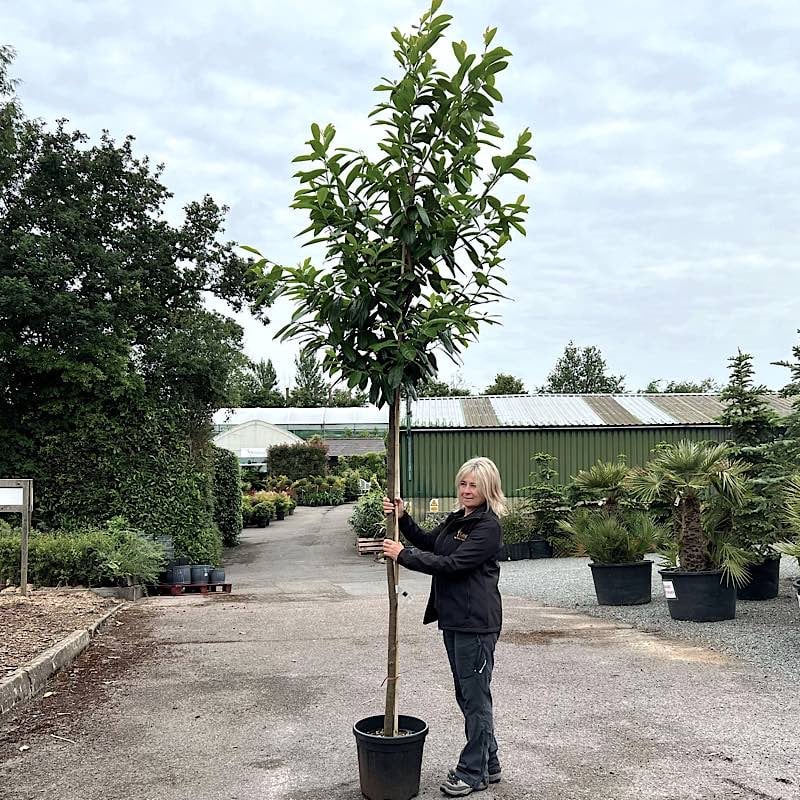 Prunus laurocerasus ‘Novita’ – Cherry laurel 8-10cm girth