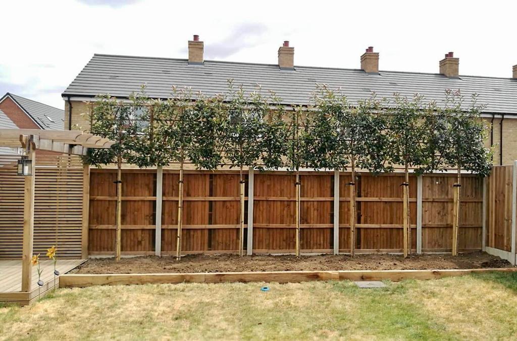 Planted Pleached Photinia by a landscaper customer.