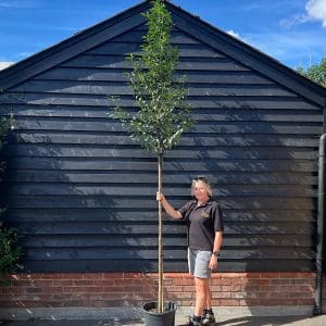 Prunus lusitanica - Portuguese laurel 8-10cm girth