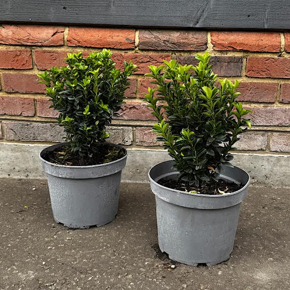 Euonymus japonicus ‘Jean Hugues’ – Euonymus Jean Hugues 5 litre