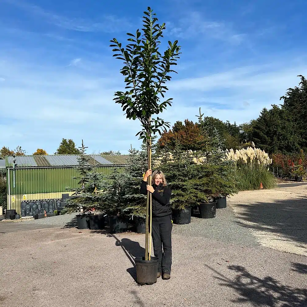 instant evergreen laurel screening tree