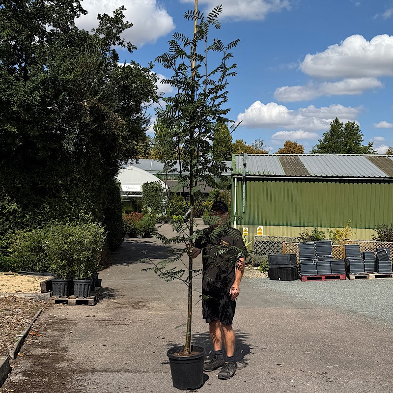 Sorbus aucuparia ‘Cardinal Royal’ – Rowan tree 8-10cm girth 20lt