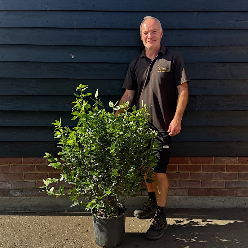 Viburnum tinus ‘Eve Price’ 12 litre – 80-100cm tall