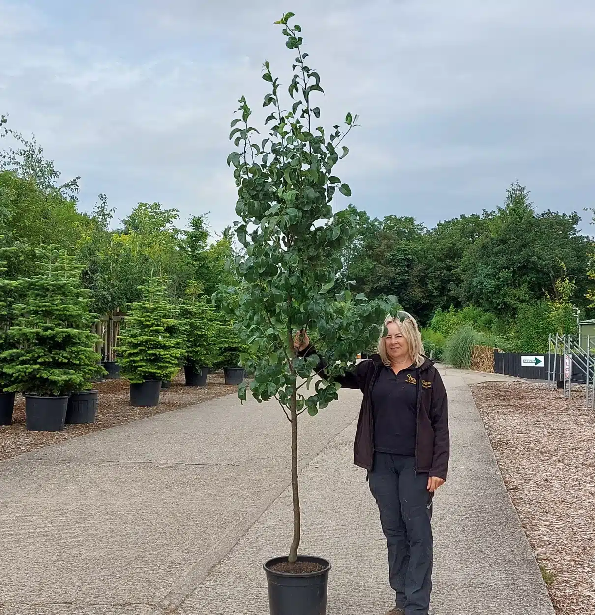 Pyrus communis Beurre Hardy – Beurre Hardy pear 6-8cm girth potted
