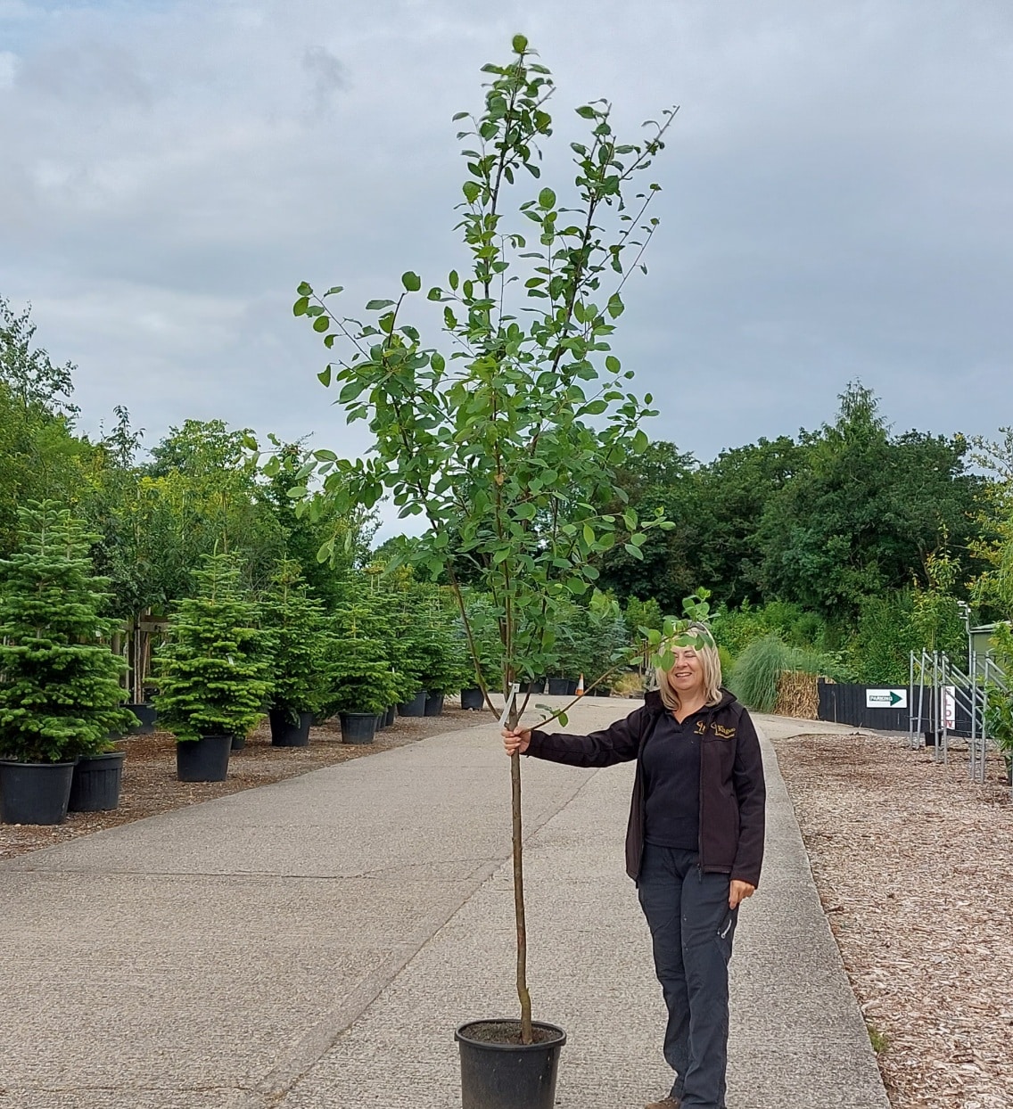 Prunus domestica Early Laxton – Early Laxton Plum 6-8cm girth Potted