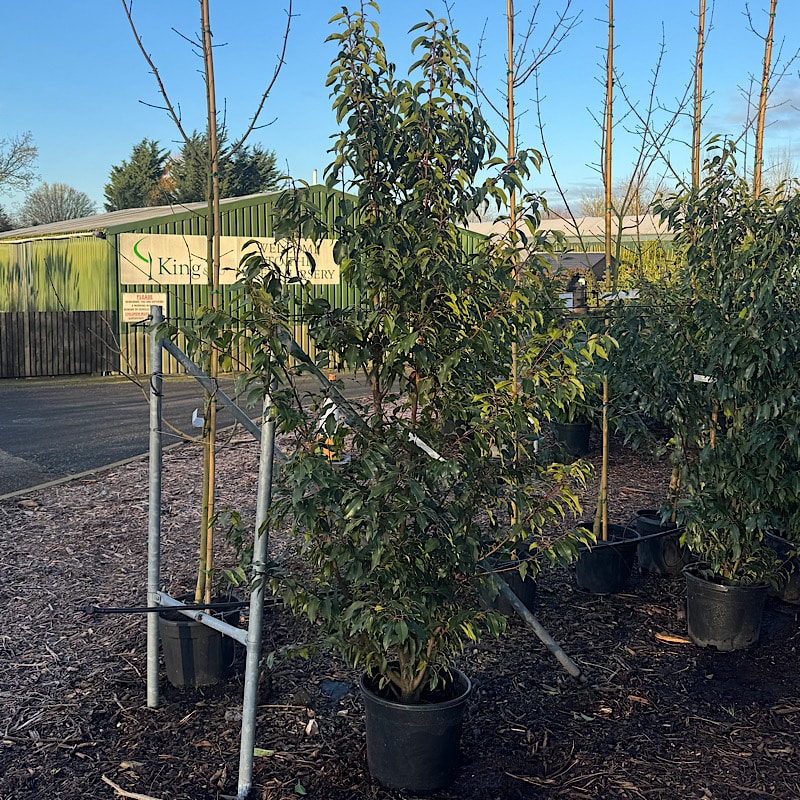 Prunus lusitanica – Portuguese laurel 1.6-1.8m tall