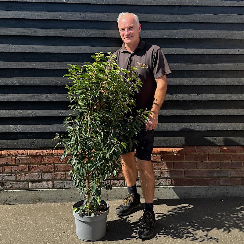 Prunus lusitanica – Portuguese laurel 120-140cm tall 10ltr