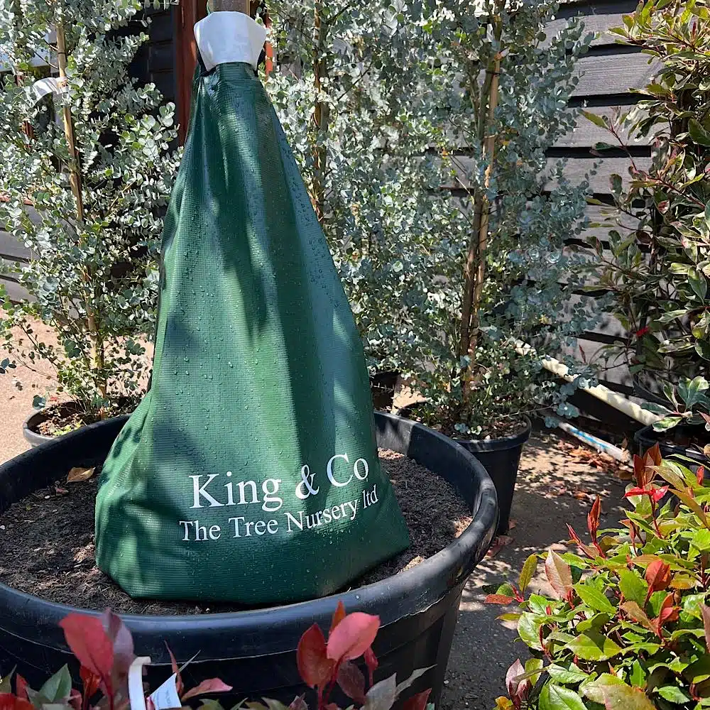 Tree Watering Bag – Irrigation Aid