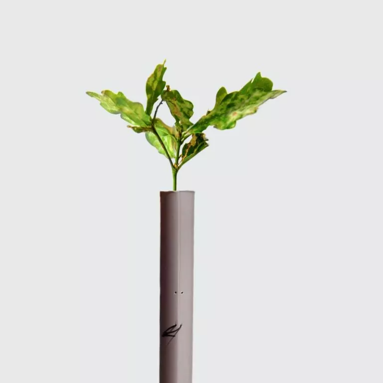 Biodegradable Tree Shelters – 1.2m Tall
